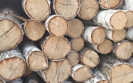 Kỳ lạ loại gỗ quý có tuổi thọ hàng trăm năm, "cứng gấp 2 lần thép”, đạn xuyên không thủng, được dùng để thay thế kim loại