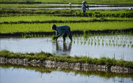 Indonesia cân nhắc mua công ty gạo Campuchia để tăng nguồn cung
