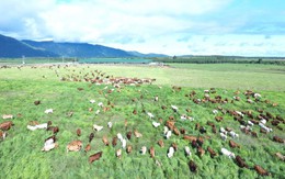 Sau ít năm làm nông nghiệp, Thaco Agri của tỷ phú Trần Bá Dương có tài sản tăng vọt lên hơn 51.000 tỷ, vượt Vincom Retail, gần bằng Vinamilk, Becamex IDC