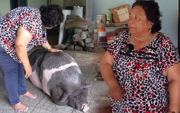 Chú heo 200kg biết tự mở vòi nước để tắm, bà chủ tiết lộ định nuôi để thịt nhưng đổi ý vì một chuyện lạ
