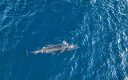Xuất hiện cá voi dài 8 m săn mồi ở biển Bình Định