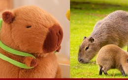 Vì sao chuột Capybara được giới trẻ Việt săn lùng, mê điên đảo?