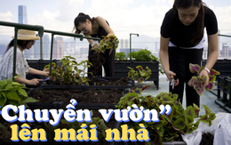 "Trồng rau trên mái nhà" trở thành xu hướng: Mỗi người thuê 1m2 đất cũng đủ rau ăn cả tuần