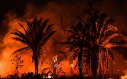 Rừng Amazon trải qua 6 tháng cháy rừng tồi tệ nhất trong 20 năm