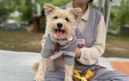 Một ngôi chùa ở Hàn Quốc mở khóa tu mùa hè cho cả chủ và vật nuôi, thú cưng cũng được tìm đến chốn chữa lành tâm hồn