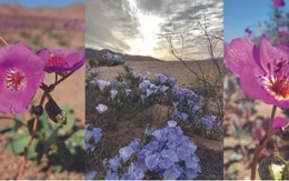 Hoa nở ở sa mạc khô hạn nhất hành tinh lần đầu tiên trong 1 thập kỷ