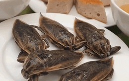 Món bánh cuốn có cả côn trùng của người Việt: Ai không quen nhìn chẳng dám ăn, nghe giá mới bất ngờ