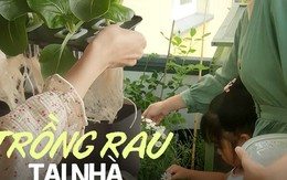 Mẹ đảm cải tạo ban công rộng 8m2 và cùng con trồng hơn 20 loại rau thành khu vườn đẹp đáng ghen tị