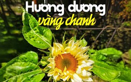 Hoa hướng dương nhụy xanh được ví như kem chanh mùa hè, giá chưa đến 100.000 đồng/bó khiến hội chị em mê mẩn