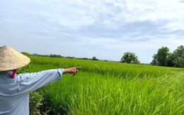 Từ ngày 1/8, quy định về tặng cho và mua bán đất trồng lúa, người dân nên biết