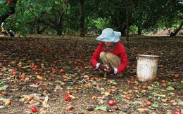 Cứu tinh từ Campuchia, châu Phi đổ bộ giúp Việt Nam xưng vương ở ngành hàng này: chi hơn 1 tỷ USD thu mua, nguy cơ 'bùng kèo' vẫn rình rập các doanh nghiệp