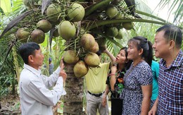 9 vùng trồng dừa sẵn sàng mọi điều kiện cho xuất khẩu