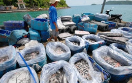 Vượt Trung Quốc, một mặt hàng của Việt Nam đang làm trùm tại xứ kim chi: Thu gần 300 triệu USD trong nửa đầu năm, 58 quốc gia đang mạnh tay chốt đơn