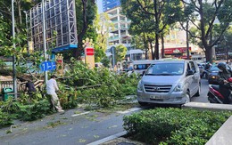 Cây tét nhánh rơi ở giao lộ trung tâm TP HCM