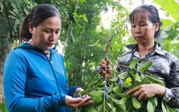 Loại quả ví như ‘vàng đen’ ở Hà Tĩnh mất mùa chưa từng có