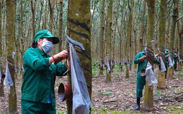 Sản vật từng bị nhiều nơi bỏ hoang, giờ giá "đu đỉnh" cao nhất cả chục năm