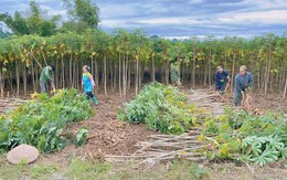 Loại cây từ gốc đến ngọn đều hái ra tiền đưa Việt Nam trở thành 1 trong 2 ông trùm của thế giới: Nước ta có hơn 500.000 ha trồng, Trung Quốc thu mua với giá đắt đỏ