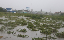 "Thủ phủ thanh long" Bình Thuận ngập nặng sau cơn mưa lớn