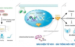 Các nhà khoa học Trung Quốc phát hiện gen mới điều chỉnh tuổi thọ