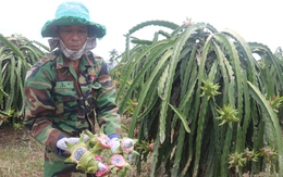 Nông dân trồng thanh long mất trắng sau trận ngập lịch sử: Chưa rõ nguyên nhân!