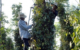 Giá hồ tiêu tăng gấp đôi: Nông dân mừng, doanh nghiệp xuất khẩu lo