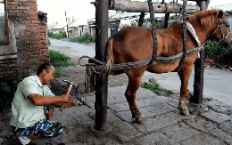 Cùng là động vật thuần hóa, tại sao ngựa cần đóng đinh "móng ngựa", nhưng gia súc thì không?