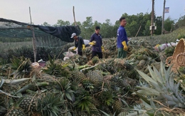 Mùa mưa trái khóm (dứa) giá kỉ lục, nông dân Tiền Giang bội thu