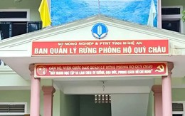 Khởi tố 4 cán bộ ban quản lý rừng phòng hộ