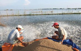 'Sản vật tỷ đô' của Việt Nam phục hồi đà tăng trưởng: Thu về hơn 6 tỷ USD, được Mỹ, Nhật Bản và Trung Quốc đua nhau thu mua