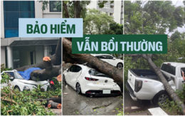 Chuyên gia bảo hiểm: 'Ô tô bị cây đổ sau bão được bồi thường tối đa 100% giá trị nhưng chủ xe cần lưu ý điều này'