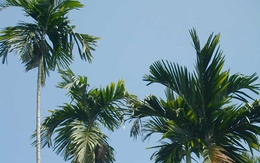 Tại sao cây cối gãy đổ ngổn ngang sau bão Yagi, chỉ riêng cây cau là đứng vững?