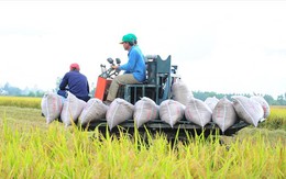 Giá lúa gạo thấp nhất 2 năm: Nông dân, thương lái, doanh nghiệp gặp khó