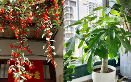 Cổ nhân dạy rằng: "Người nuôi dưỡng cây, cây giúp người thịnh vượng" - Sự thật là gì? Cổ nhân dạy rằng: "Người nuôi dưỡng cây, cây giúp người thịnh vượng" - Sự thật là gì?