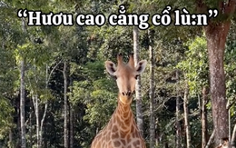 "Vườn thú bất ổn" tại Phú Quốc phát hiện loài mới mang tên "hươu cao cẳng cổ lùn": Nhìn vừa đúng lại vừa sai?