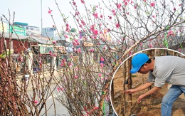 Chủ vườn tiết lộ bí kíp chọn đào dáng huyền đúng thời điểm để chơi đánh đề online 789bet