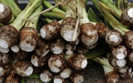 Người Việt chỉ ăn củ của cây này, ít ai biết thân của nó cũng có thể “hái ra tiền” Người Việt chỉ ăn củ của cây này, ít ai biết thân của nó cũng có thể “hái ra tiền”
