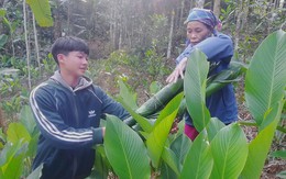 Hàng trăm hộ dân có Tết nhờ loại cây bán lá