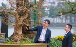 Những gốc hoàng mai có giá bạc tỷ ở cố đô Huế