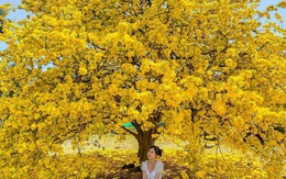 Ngóng cây mai vàng “đẹp nhất Việt Nam" bao năm bung nở đúng Mùng 1 Tết