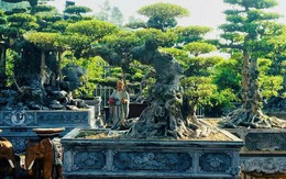Chiêm ngưỡng cây sanh cảnh 'đẻ' thêm 4,9 tỷ đồng sau 8 năm Chiêm ngưỡng cây sanh cảnh 'đẻ' thêm 4,9 tỷ đồng sau 8 năm