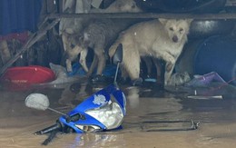 Vừa quần thảo Việt Nam, bão Bualoi tiếp tục tàn phá quốc gia này: Mưa lớn từ đêm tới sáng, nhà cửa ngập tới nóc, trường học phải đóng cửa