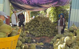 Giá sầu riêng giảm sâu nhưng xuất khẩu vẫn tăng mạnh