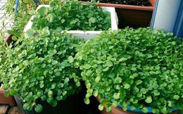 Mỹ đánh giá đây là loại rau tốt nhất thế giới, còn là “thần dược của người nghèo”, tốt cho cả đường huyết lẫn tuổi thọ: Việt Nam có rất nhiều