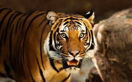 Sang tháng 10, có 4 con giáp hưởng tài lộc mỏi tay, đếm tiền không xuể, quý nhân luôn sẵn lòng phù trợ