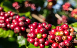 Giá cà phê hôm nay 10-10: Tăng mạnh rồi đi lùi