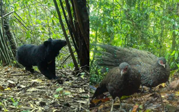 Phát hiện 2 “báu vật” trong Sách đỏ đang đi bộ giữa rừng sâu Quảng Ngãi