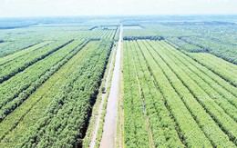 Loài cây “đẻ ra tiền tỷ” trên đất phèn U Minh Hạ: “Của hiếm” giúp người dân đổi đời