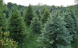 Phát hiện vàng trong lá: Loại cây khiến cả thế giới bất ngờ, mọc ở đâu đất đó tiềm năng chứa ‘kho báu’