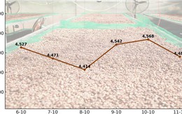 Giá cà phê hôm nay 11-10: Chốt tuần giảm, xuất khẩu cà phê toàn cầu ra sao?