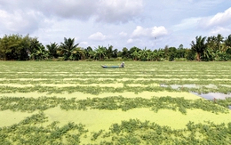 Trồng loại rau dân dã ‘bò’ trên mặt nước, người Việt thu hàng chục triệu/tháng: Ăn vào mát gan, dễ ngủ